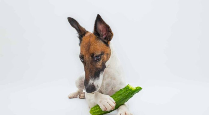  I cani possono mangiare i cetrioli?  Sono pericolosi o mortali?
