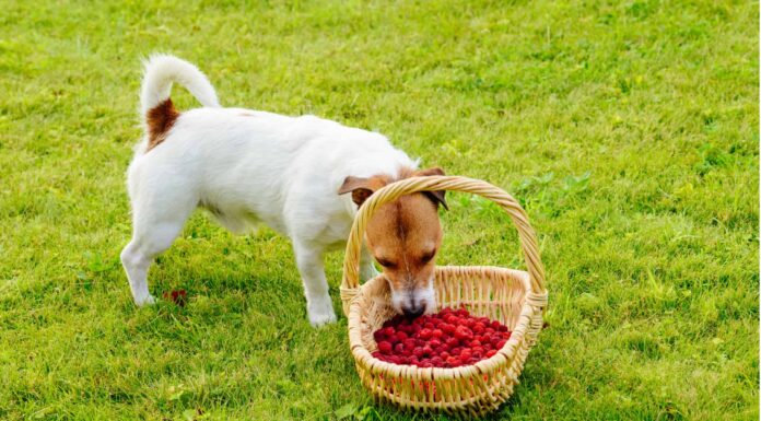  I cani possono mangiare i lamponi?  Quali sono i rischi?
