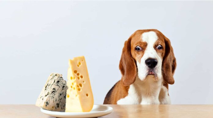  I cani possono mangiare il formaggio?  Quali sono i rischi?
