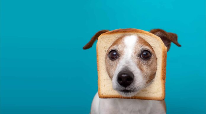 I cani possono mangiare il pane in sicurezza?
