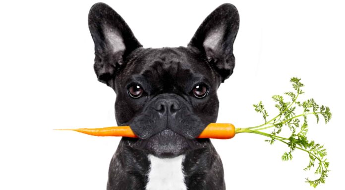  I cani possono mangiare le carote?  I rischi e i benefici
