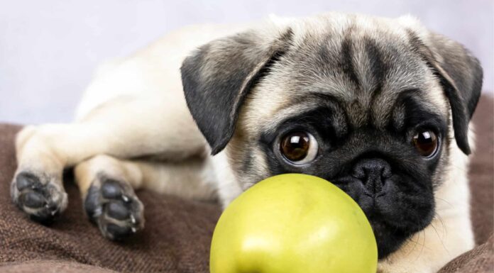  I cani possono mangiare le mele?  Quali sono sicuri?
