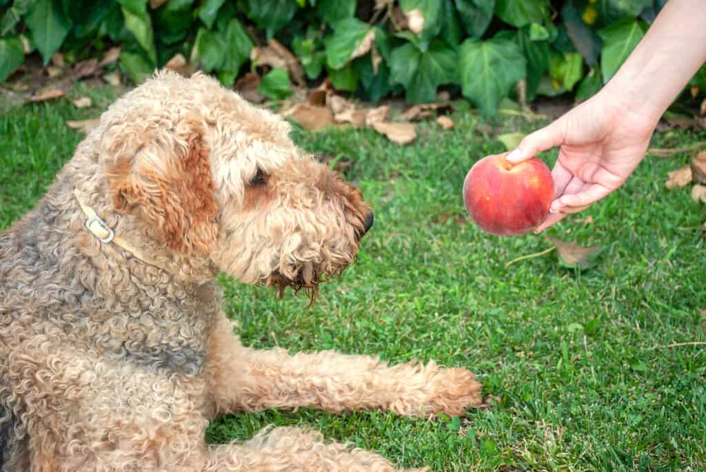 al cane viene offerta una pesca