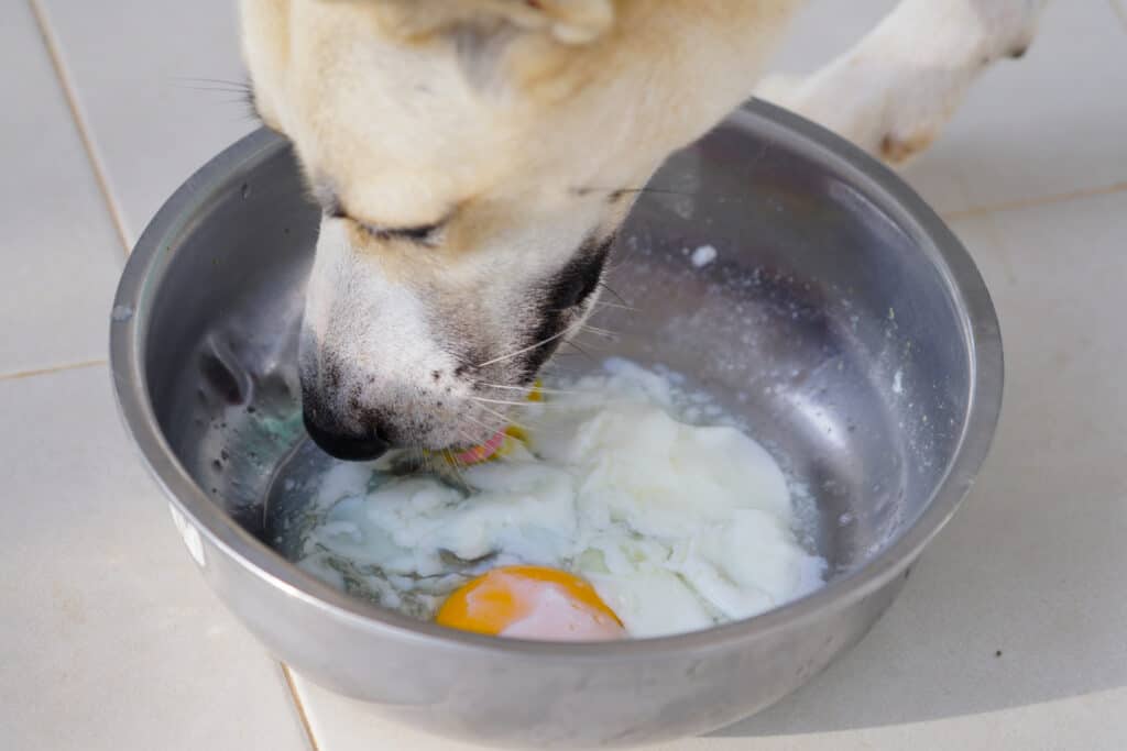 cane che mangia uovo