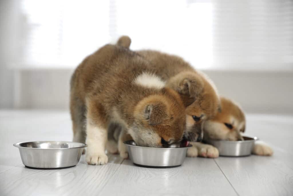 due cuccioli di akita inu che mangiano