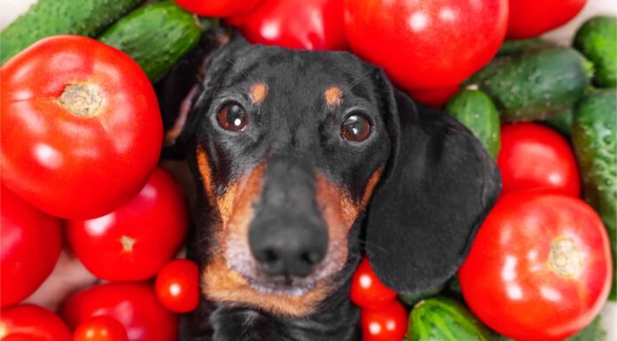 I cani possono mangiare pomodori, sono velenosi o sicuri?
