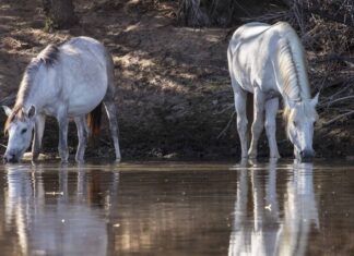 I cavalli freddi giocano a Huckleberry Finn e galleggiano lungo il fiume su una zattera
