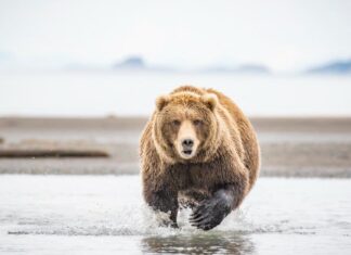 I grizzly corrono dappertutto in questo pazzo filmato dall'Alaska
