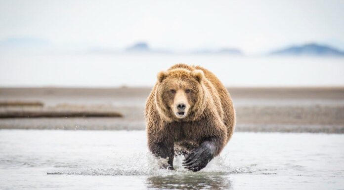 I grizzly corrono dappertutto in questo pazzo filmato dall'Alaska

