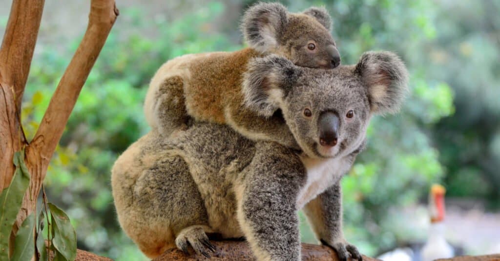 cucciolo di koala e madre