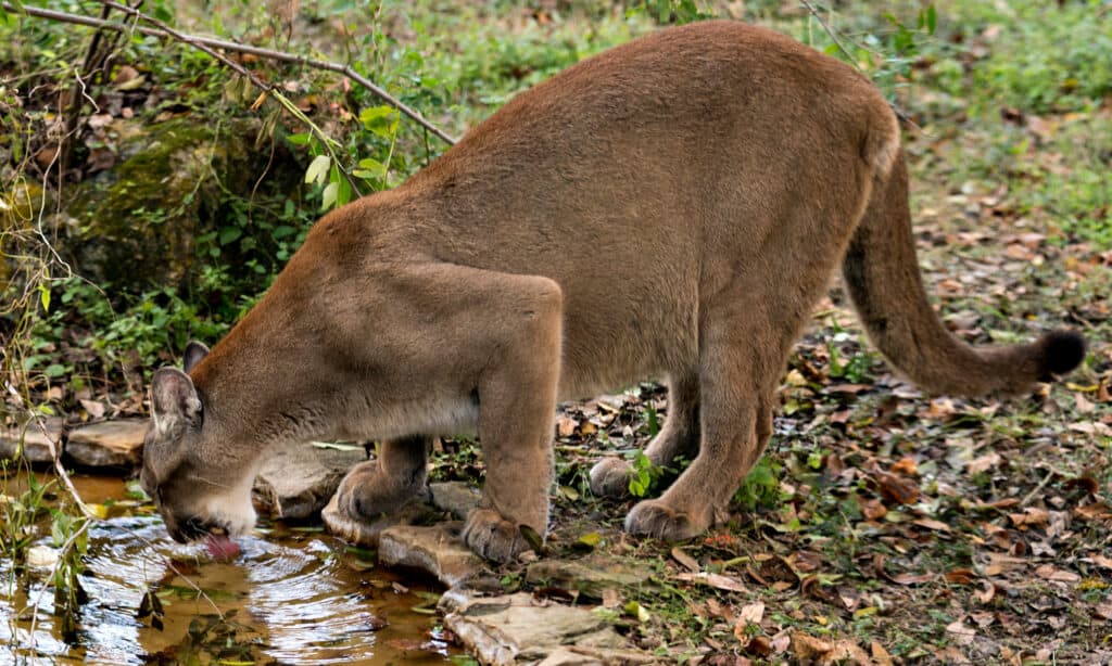 Un leone di montagna (pantera della Florida) che beve da un abbeveratoio