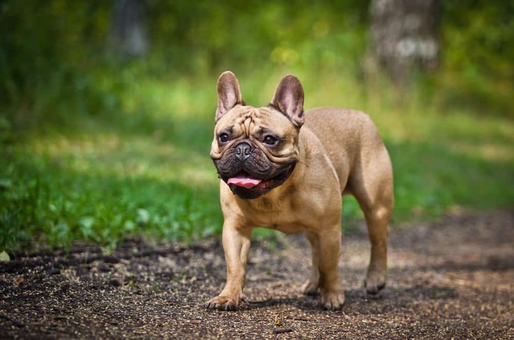 Bulldog francese che cammina su un sentiero sterrato vicino all'erba.