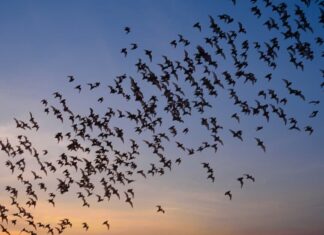 I pipistrelli creano film horror di vita reale in una nuvola infinita che riempie il cielo
