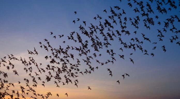 I pipistrelli creano film horror di vita reale in una nuvola infinita che riempie il cielo
