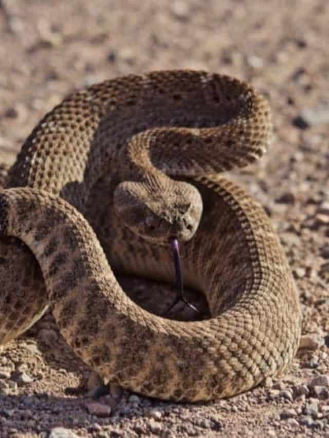 Immagine di copertina di 10 serpenti trovati nel Montana