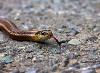 I serpenti velenosi chiudono 3 Mile Road in Illinois (con foto e video!)
