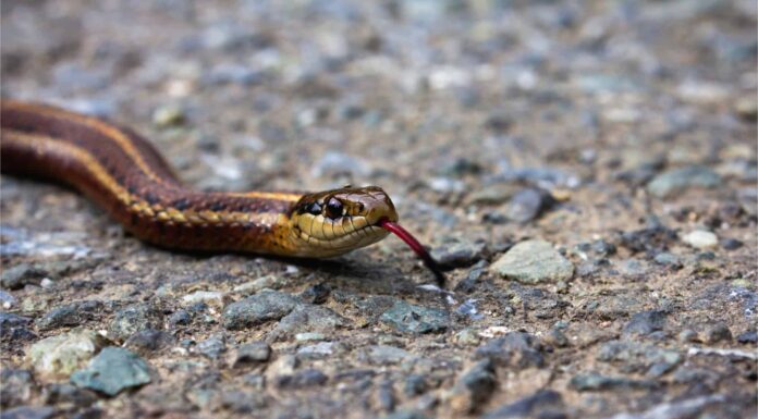 I serpenti velenosi chiudono 3 Mile Road in Illinois (con foto e video!)
