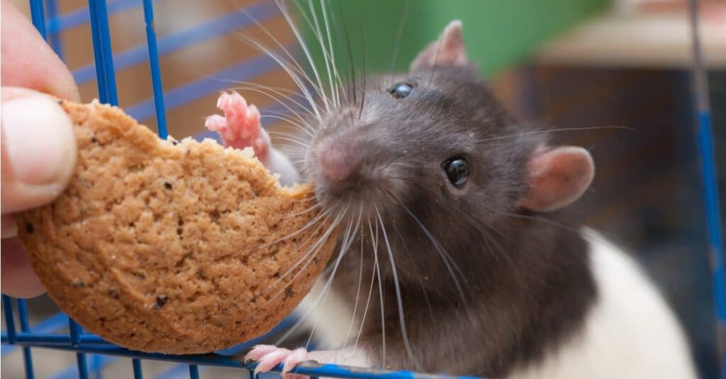 ratto domestico in gabbia che mangia biscotto