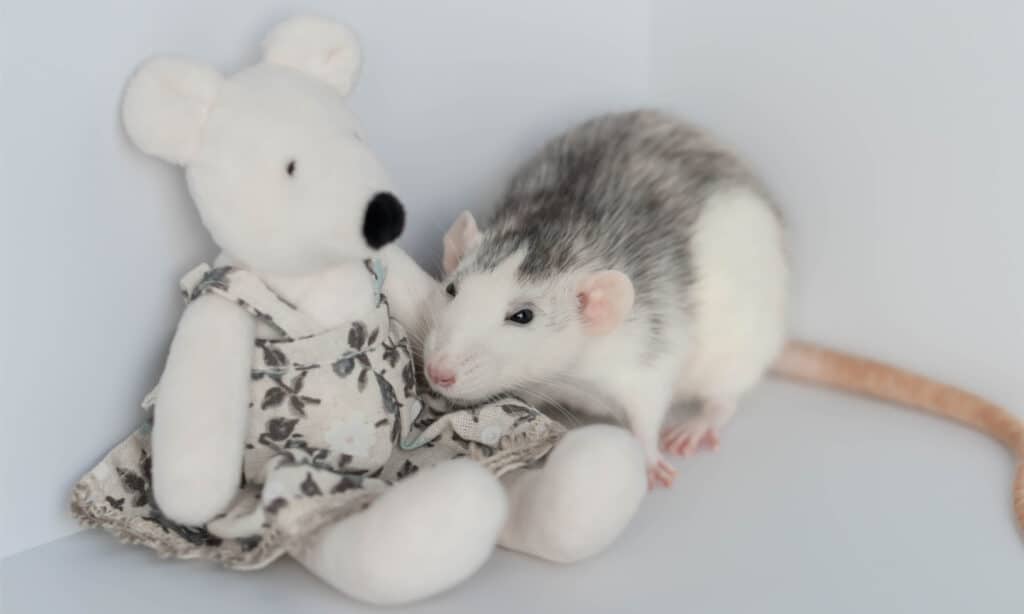 Ratto dumbo grigio e bianco con una bambola di ratto imbottita in un vestito