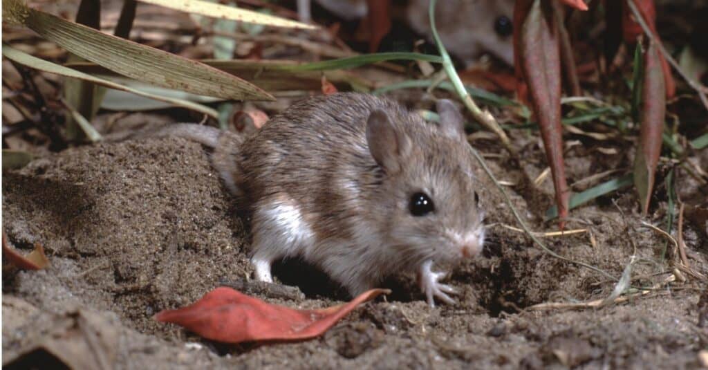 Mouse Grasshopper seduto per terra.