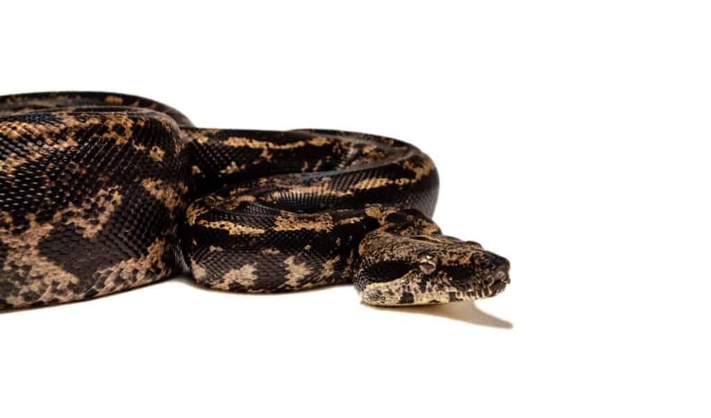 Boa constrictor IMG