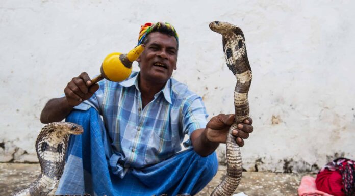 Il coraggioso incantatore di serpenti mostra l'impertinente King Cobra chi è il capo
