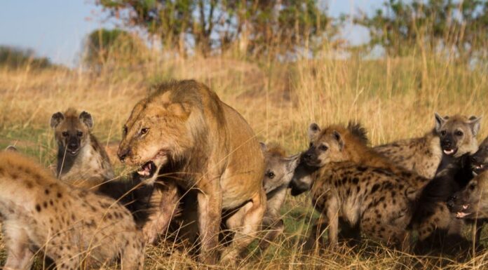 Il coraggioso orgoglio del leone decide di cacciare un singolo rinoceronte
