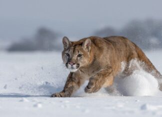 Il coraggioso puma costringe la gigantesca tigre quattro volte più grande a ritirarsi
