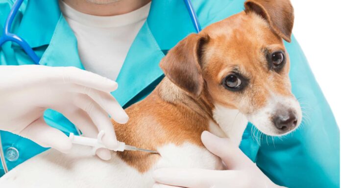 Il costo del microchip di un cane e i vantaggi di farlo
