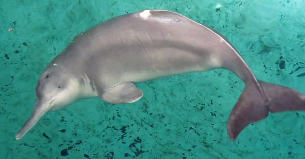 Animali estinti: delfino del fiume Yangtze