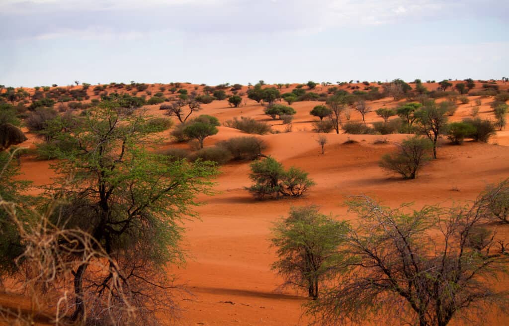 deserto del Kalahari