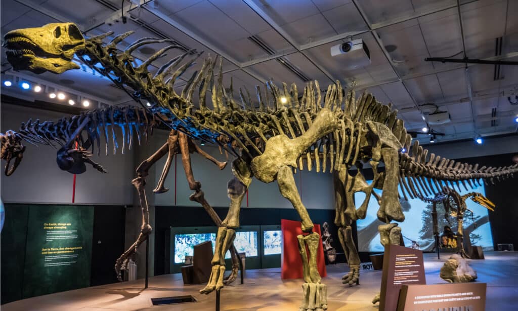 Uno scheletro di Amargasaurus nella mostra itinerante Ultimate Dinosaurs al Perot Museum of Nature and Science di Dallas.