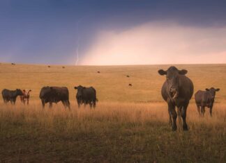 Il fulmine colpisce la mucca e cuoce istantaneamente la bistecca
