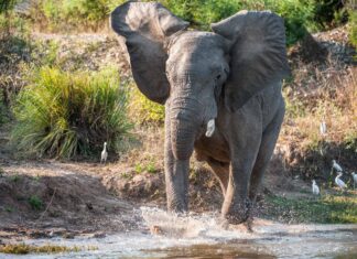 Il gigantesco elefante africano distrugge una jeep con i turisti ancora all'interno – Spaventoso!
