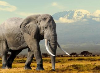 Il gigantesco elefante africano infuriato insegue i turisti in un filmato spaventoso
