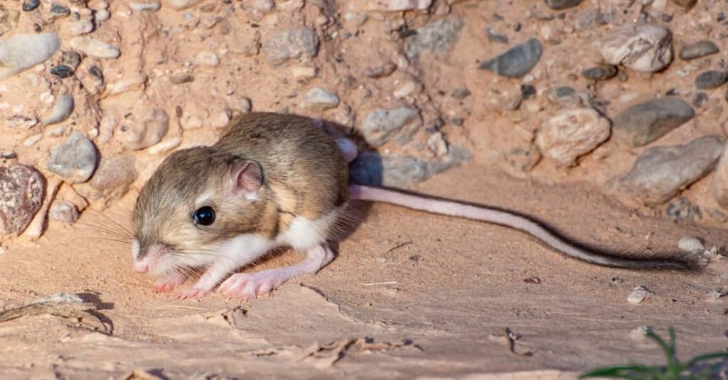 Incredibili animali del deserto: il ratto canguro di Merriam