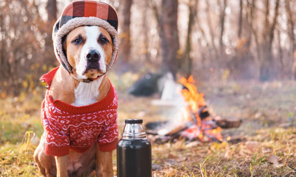 Un cane con un maglione e un cappello da campeggio