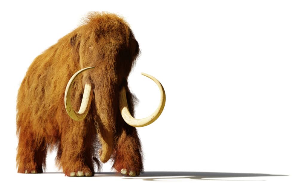 Rendering 3D di un mammut lanoso su sfondo bianco