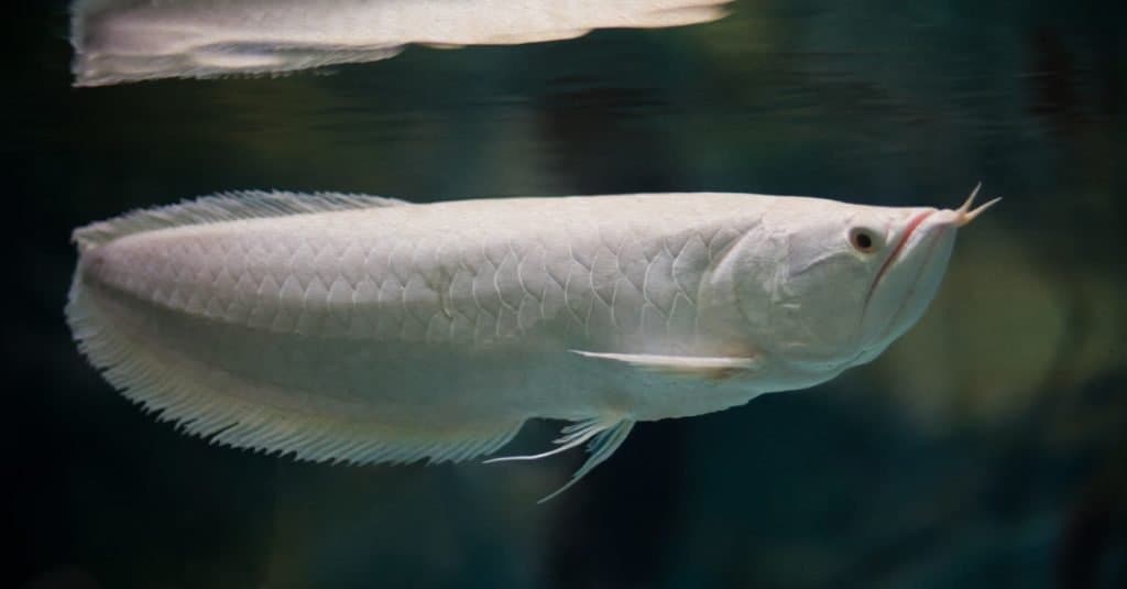 Pesce più costoso: Platinum Arowana