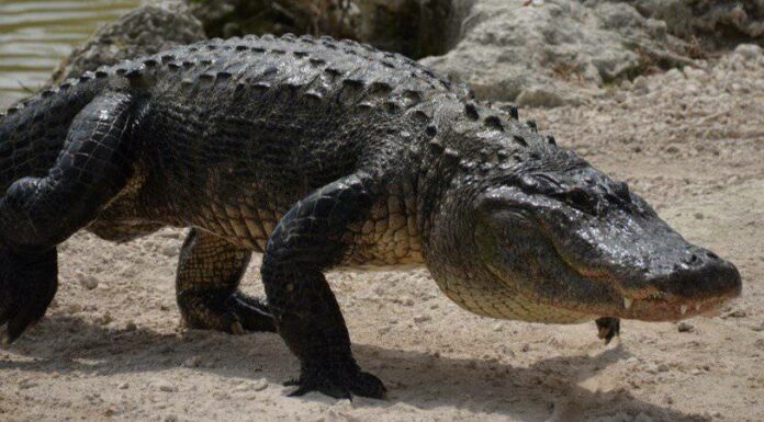 Alligator near cypress trees