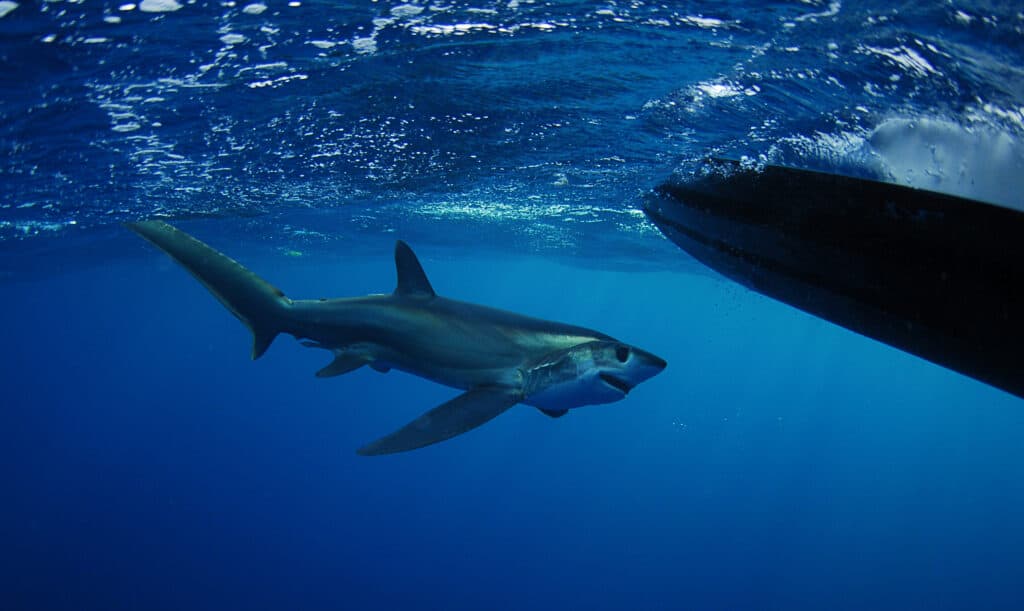 Squalo volpe obeso che nuota nel Gulfstream nell'Oceano Atlantico.  Questo squalo volpe ha occhi estremamente grandi, adattati per cacciare in condizioni di scarsa illuminazione.