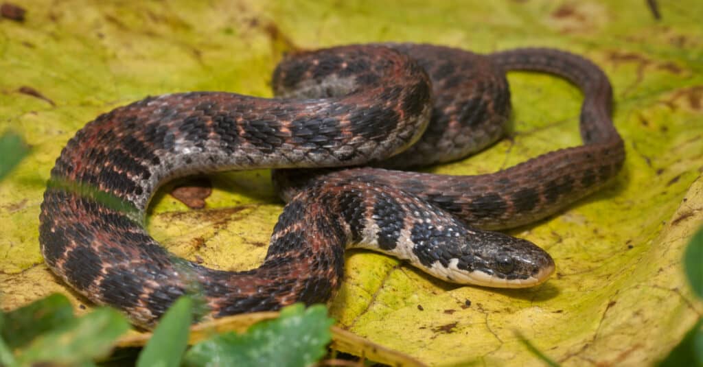 Il loro ventre è il modo migliore per identificare i serpenti di Kirtland: è rosso, arancione o rosa e ha due file di macchie scure su entrambi i lati.