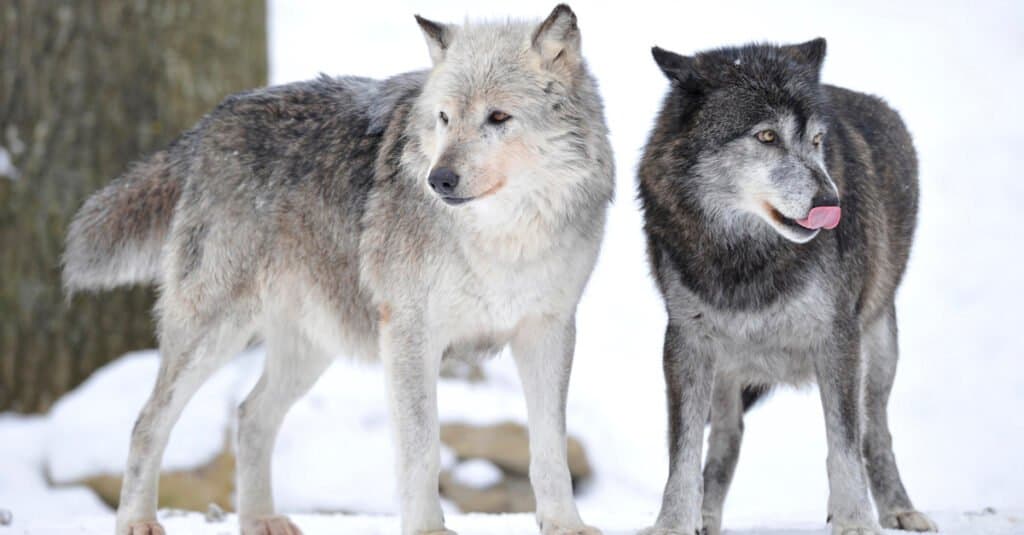 Yellowstone Meteo a dicembre