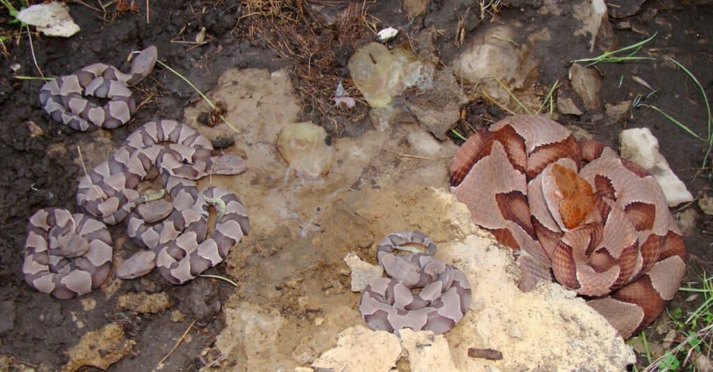 Osage Copperhead femmina, Agkistrodon contortrix phaeogaster e Copperhead neonato poco dopo la nascita dal vivo.