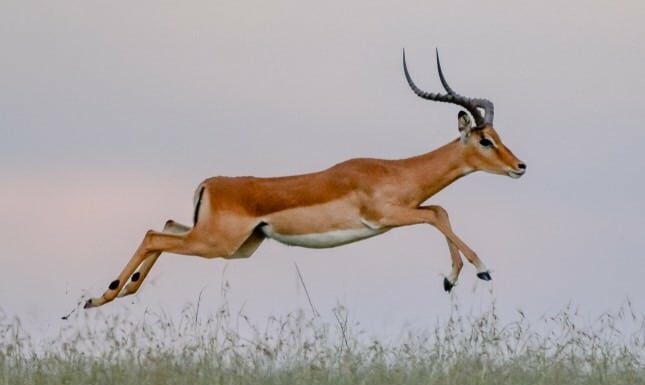 Guarda questo vivace impala trasformarsi in un atleta olimpionico e realizzare un folle salto in lungo
