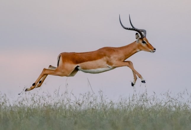 animali che saltano - impala