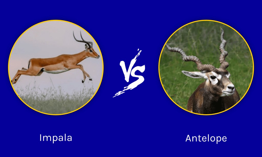Impala contro Antilope