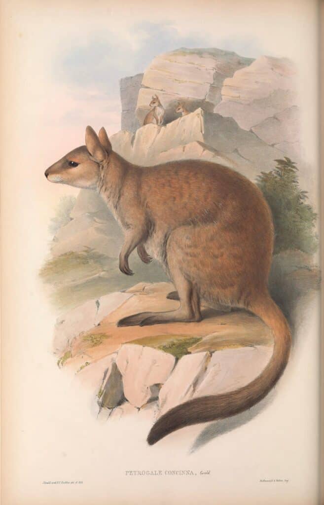 Illustrazione di Nabarlek, Petrogale concinna, in Gould's Mammals of Australia, Volume 2. Pubblicato nel 1863 
