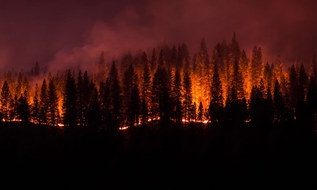 Incendio forestale