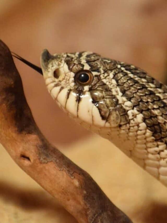 I serpenti Hognose occidentali hanno una scala rivolta verso l'alto sulla punta del naso che li aiuta a scavare attraverso la sabbia e il terreno sciolto.